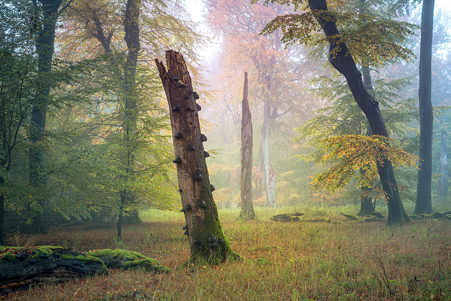 Weltnaturerbe Buchenwald