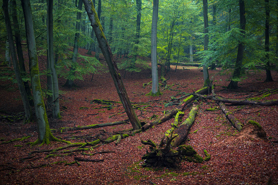 Müritz Nationalpark