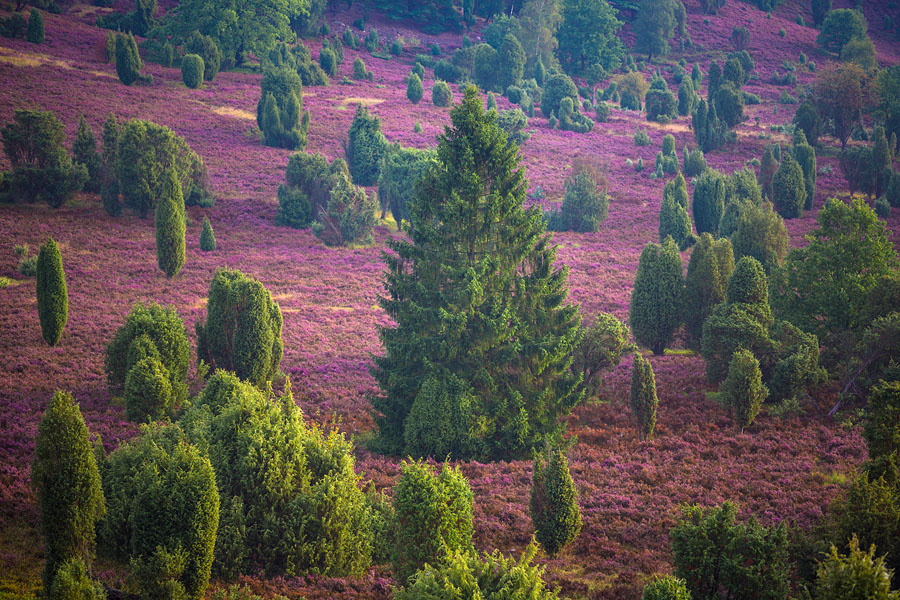 Lüneburger Heide